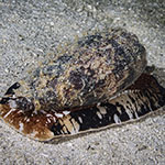 Conus geographus